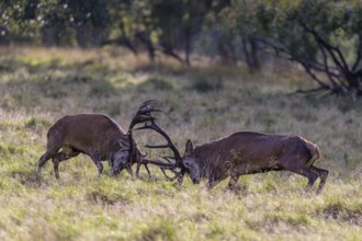 Red deer (Cervus elaphus), rutting fight of two capital stags in a meadow, Zealand, Denmark, Europe