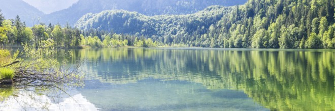 Schwansee, near Hohenschwangau, Romantic Road, Ostallgäu, Bavaria, Germany, Europe