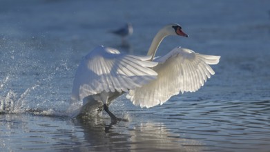 Mute Swan (Cygnus olor), landing in backlight, Isar, Munich, Bavaria, Germany, Europe