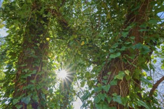 Tree trunk with sun entwined with ivy, Spessart, Franconia, Bavaria, Germany, Europe