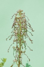 Lizard orchid (Himantoglossum hircinum), inflorescence, high key photo, North Rhine-Westphalia,