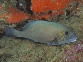 Orange spotted sweetlips (Plectorhinchus flavomaculatus), dive site Sodwana Bay National Park,