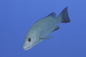 Mangrove red snapper (Lutjanus argentimaculatus), dive site House Reef, Mangrove Bay, El Quesir,