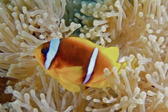 Red sea clownfish (Amphiprion bicinctus) in its magnificent sea anemone (Heteractis magnifica),