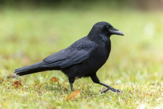 Carrion crow (Corvus corone) in a meadow, wildlife, Germany, Europe