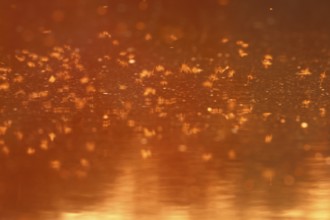 Mayfly (Ephemeroptera), mating dance above the water in the evening light, Naturpark