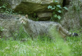 European wildcat (Felis silvestris) looking attentively, captive, Germany, Europe