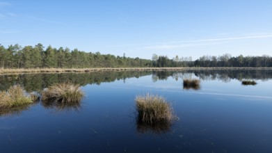 Moorland landscape, renaturalised, peat-covered moorland, Großes Moor nature reserve, Lower Saxony,