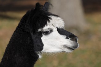 Alpaca (Vicugna pacos), animal portrait, Germany, Europe