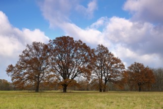 Group of old oaks in autumn leaves in a meadow, Middle Elbe Biosphere Reserve, Saxony-Anhalt,