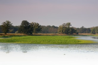 Typical biotopes of the river landscape, fertile mudflats due to low water levels, Middle Elbe