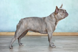 Lilac brindle French Bulldog dog standing in front of wall