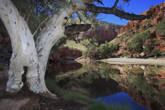 A eucalyptus tree with a white trunk stands at the edge of an oasis in the Australian desert, the