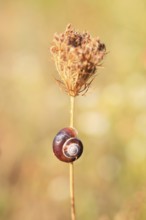 Small snails on a summer meadow, Saxony, Germany, Europe