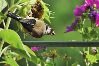 European goldfinch (Carduelis carduelis), Summer, Saxony, Germany, Europe