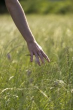 Hand strokes through high grass, closeness to nature, meadow, Landlust, Upper Bavaria, Bavaria,