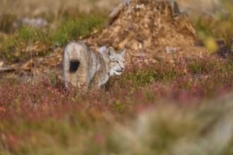 Eurasian lynx (Lynx lynx), in autmn