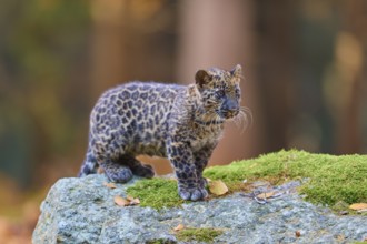 Indian leopard (Panthera pardus fusca), young animal in forest