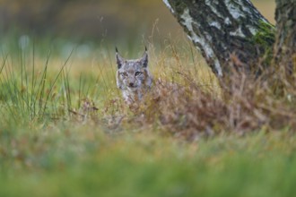 Eurasian lynx (Lynx lynx), on birch tree