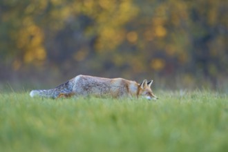 Red Fox (vulpes vulpes), running in meadow at autumn