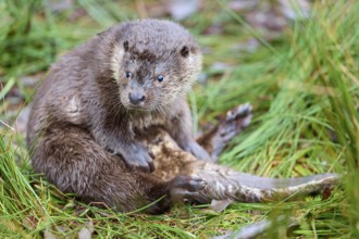 European Otter (Lutra lutra), sitting on lakeside clean up, captive