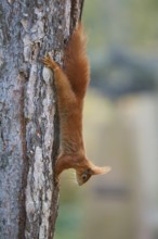 Red Squirrel (Sciurus vulgaris), on tree trunk in park, spring