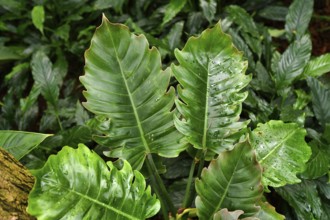 Large leaves of tropical Philodendron X Corsinianum plant