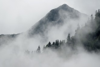 Foggy atmosphere in the foothills of the Alps, forest and fog, Bavaria, Germany, Europe