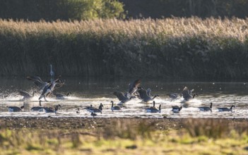 Canada Goose (Branta canadensis), Canada Geese in the flight at Sunrise