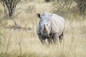 White rhino (Ceratotherium simum) looking into camera full body front view. Etosha National Park,