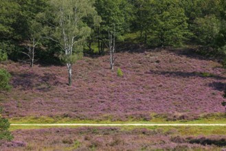 Fischbeker Heide nature reserve, heath blossom, flowering common heather (Calluna vulgaris),