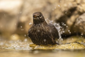 Blackbird (Turdus merula), wildlife, bathing in a watering trough, Germany, Europe