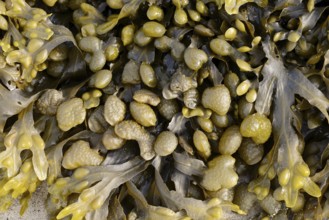 Bladder wrack (Fucus vesiculosus), Brittany, France, Europe