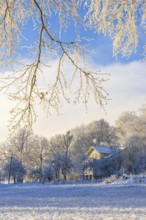 Frosty tree grove with a residential house a cold winter day, Sweden, Europe