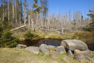 Rehberger Graben, moat, Geopark, St. Andreasberg, Harz National Park, Lower Saxony, Germany, Europe