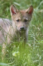 Timber Wolf (Canis lupus), cub, captive, Germany, Europe