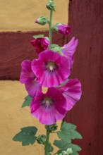 Flowering common hollyhock (Alcea rosea) at a half timbered house in Ystad, Scania, Sweden,