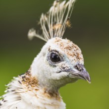 Portrait of Female Indian Peafowl (Pavo cristatus)