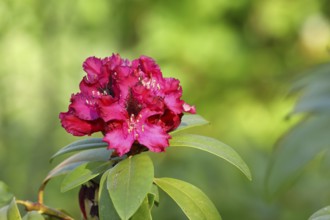 Red rhododendron (Rhododendron) flower, in a garden, Wilden, North Rhine-Westphalia, Germany,