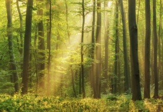 Natural beech forest, sun shining through morning mist, Hohe Schrecke mountain range, Thuringia,