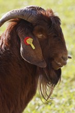 Boer domestic goat (Capra aegagrus hircus), billy goat with ear tag, male, reddish-brown colour,