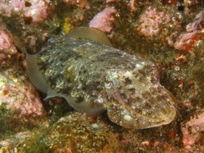 Common cuttlefish (Sepia officinalis), common cuttlefish juvenile, dive site Los Cancajos, La