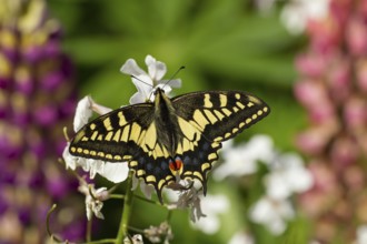 English swallowtail butterfly (Papilio machaon) adult feeding on a white flower, Norfolk, England,