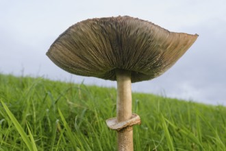 Giant umbrella mushroom in a meadow, parasol mushroom (Macrolepiota procera), mushroom, close-up,