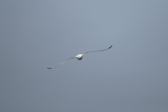 Kittiwake (Rissa tridactyla) adult bird in flight, Suffolk, England, United Kingdom, Europe