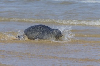 Grey (Halichoerus grypus) seal adult animal in the surf of the sea, Norfolk, England, United