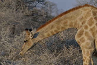 Giraffe (Giraffa camelopardalis) eating, Etosha National Park, Namibia, Africa