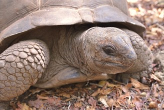 Aldabra Giant Tortoise (Aldabrachelys gigantea), Changuu Island, Zanzibar Archipelago, Tanzania,