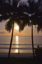 Palm trees at sunset, Tokeh Beach, Tokeh, Western Area Region, Sierra Leone, Africa