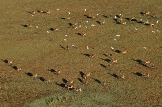 Aerial view, Black lechwes (Kobus leche smithemani), Bangweulu Swamps, Luapula Province, Zambia,